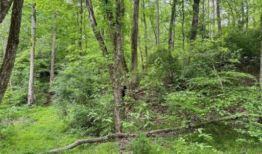 Photo #16 of Windchester, Blanch, NC 33.7 acres