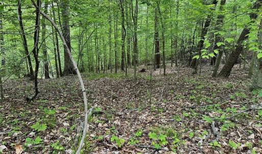 Photo #12 of Windchester, Blanch, NC 33.7 acres