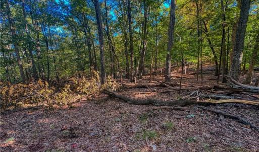 Photo #6 of 388 palisade, Denton, NC 2.7 acres