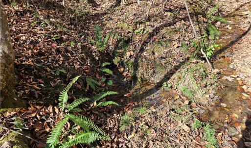 Photo #9 of Jackson, Westfield, NC 3.0 acres