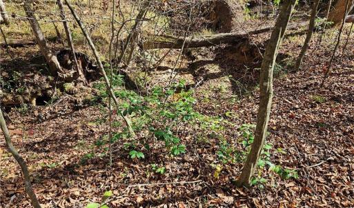 Photo #10 of Jackson, Westfield, NC 3.0 acres