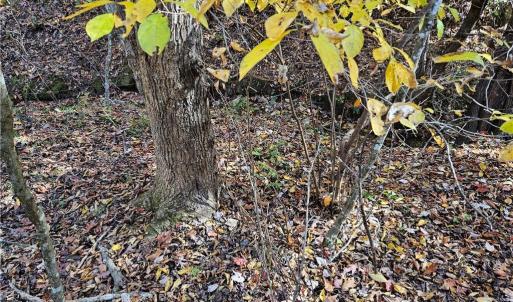 Photo #11 of Jackson, Westfield, NC 3.0 acres