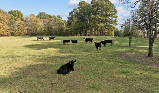 Photo #9 of 0-A US Highway 311, Archdale, NC 1.5 acres