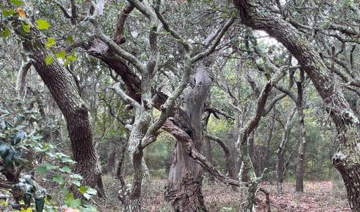 Photo #12 of Hilltop Road, Corolla, NC