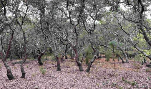 Photo #21 of Hilltop Road, Corolla, NC