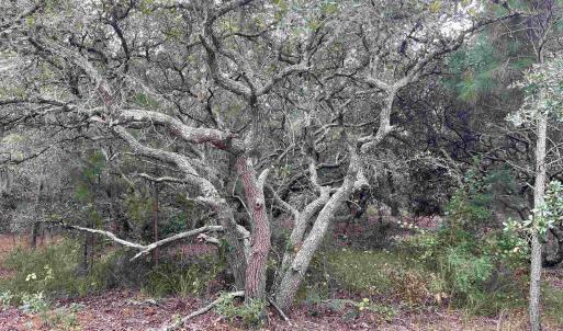 Photo #10 of Hilltop Road, Corolla, NC