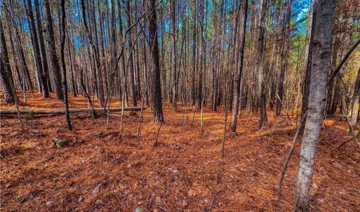Photo #13 of 146 Cove Wood, Denton, NC 10.8 acres