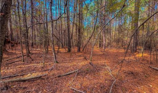 Photo #17 of 146 Cove Wood, Denton, NC 10.8 acres