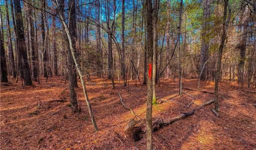 Photo #16 of 146 Cove Wood, Denton, NC 10.8 acres