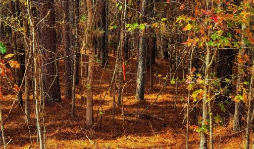 Photo #9 of 146 Cove Wood, Denton, NC 10.8 acres