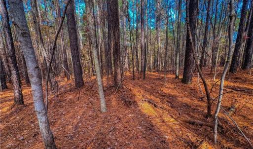 Photo #14 of 146 Cove Wood, Denton, NC 10.8 acres