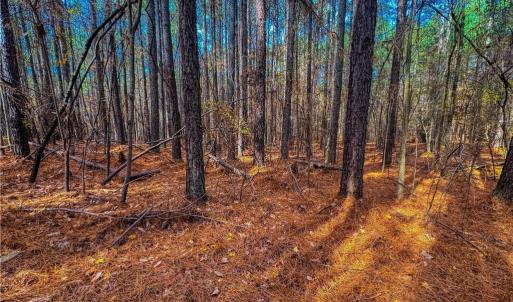 Photo #15 of 146 Cove Wood, Denton, NC 10.8 acres