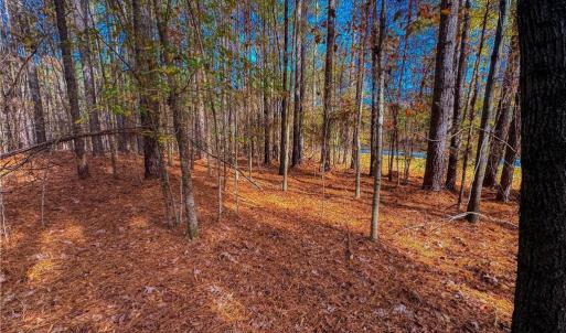 Photo #11 of 146 Cove Wood, Denton, NC 10.8 acres