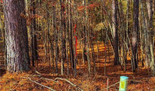 Photo #8 of 146 Cove Wood, Denton, NC 10.8 acres