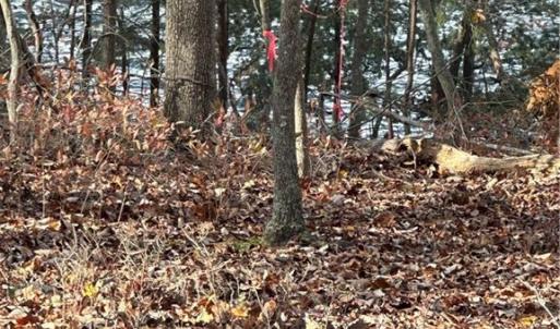 Lot corners and sides have recently been marked and flagged with stakes and pink ribbon.