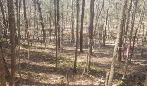 Photo #13 of 1969 Mulberry Academy, Franklinville, NC 15.7 acres
