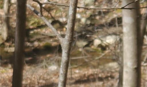 Photo #9 of 1969 Mulberry Academy, Franklinville, NC 15.7 acres