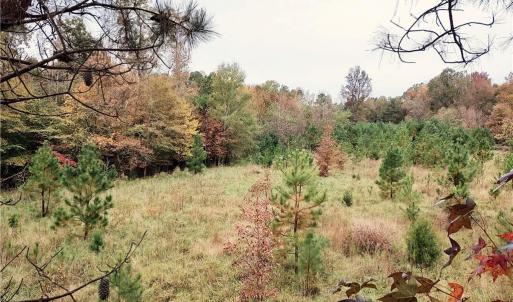 Photo #20 of 7808 NC Highway 49, Snow Camp, NC 45.1 acres