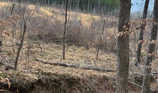 Photo #4 of Homestead, Trinity, NC 33.4 acres