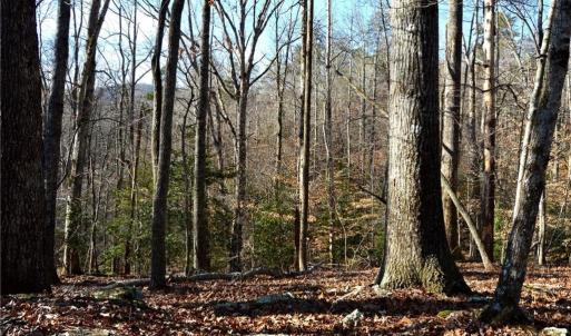 Photo #28 of NC Highway 89, Danbury, NC 160.0 acres