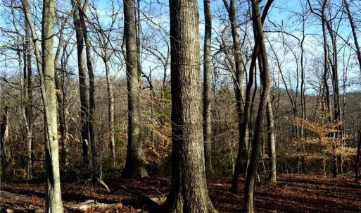 Photo #9 of NC Highway 89, Danbury, NC 160.0 acres