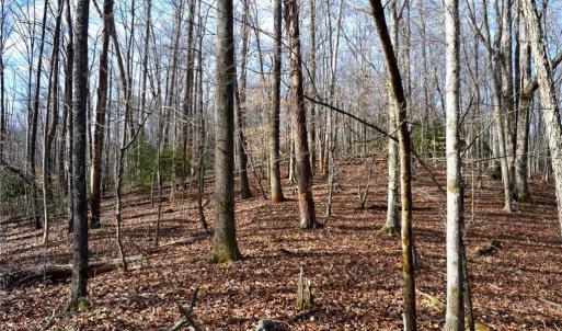 Photo #24 of NC Highway 89, Danbury, NC 160.0 acres