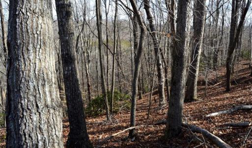 Photo #34 of NC Highway 89, Danbury, NC 160.0 acres