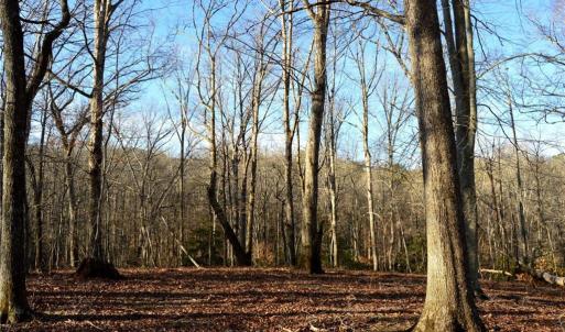 Photo #8 of NC Highway 89, Danbury, NC 160.0 acres