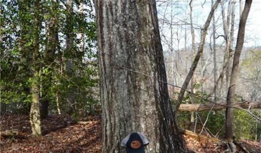 Photo #25 of NC Highway 89, Danbury, NC 160.0 acres