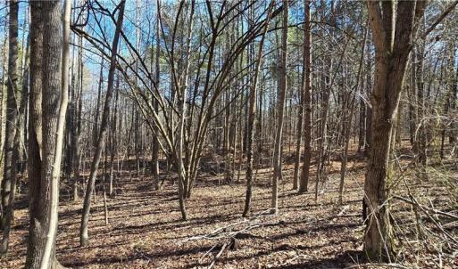 Photo #16 of 23.85ac Henderson, Pelham, NC 23.9 acres