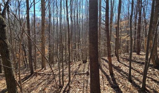Photo #9 of 23.85ac Henderson, Pelham, NC 23.9 acres