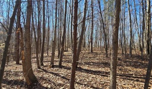 Photo #10 of 23.85ac Henderson, Pelham, NC 23.9 acres