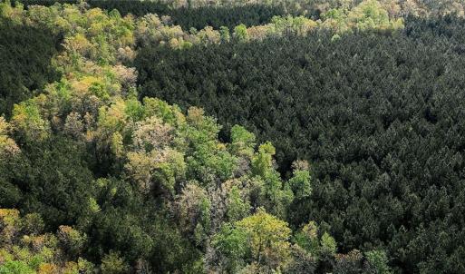 Creek line view (Hardwood line is the creek line)