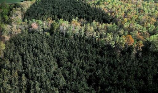 Thick in pines