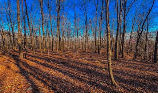 Photo #6 of 279 Palisade, Denton, NC 3.1 acres
