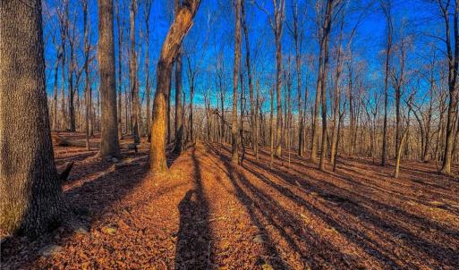 Photo #7 of 279 Palisade, Denton, NC 3.1 acres