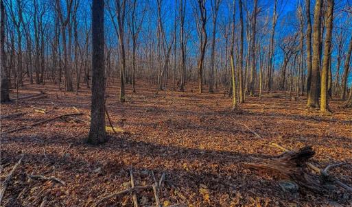 Photo #3 of 279 Palisade, Denton, NC 3.1 acres