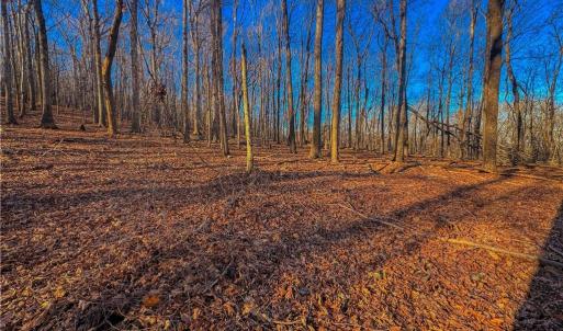 Photo #5 of 279 Palisade, Denton, NC 3.1 acres
