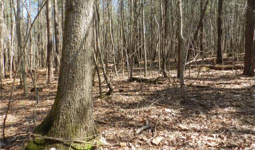 Photo #17 of Oakland, Asheboro, NC 24.0 acres
