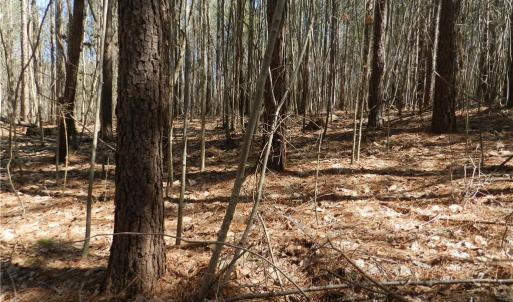 Photo #16 of Oakland, Asheboro, NC 24.0 acres