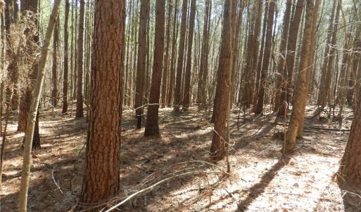 Photo #9 of Oakland, Asheboro, NC 24.0 acres