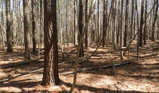 Photo #21 of Oakland, Asheboro, NC 24.0 acres