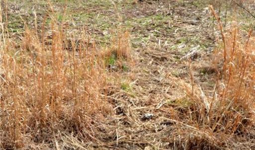 Photo #6 of Off of NC Highway 700, Pelham, NC 116.9 acres