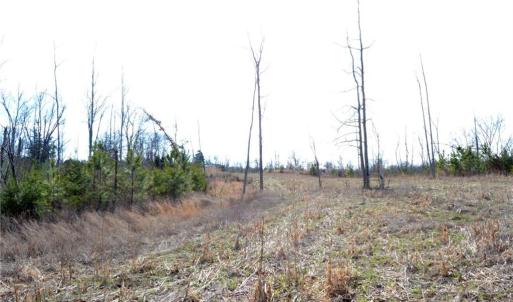 Photo #16 of Off of NC Highway 700, Pelham, NC 116.9 acres