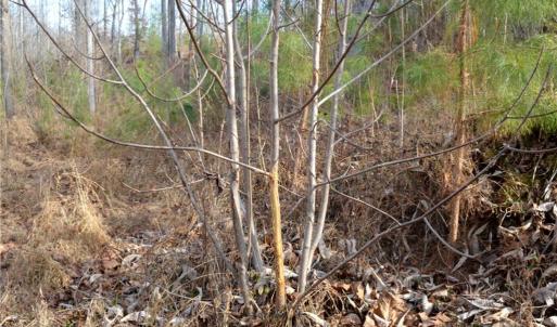 Photo #26 of Off of NC Highway 700, Pelham, NC 116.9 acres