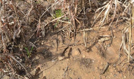 Photo #5 of Off of NC Highway 700, Pelham, NC 116.9 acres