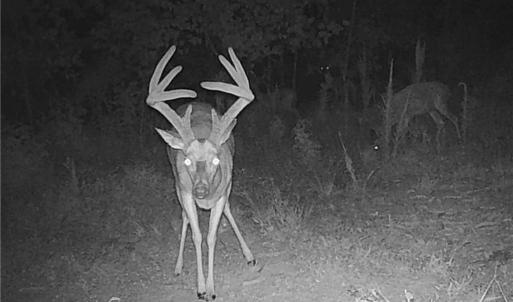 Photo #38 of Off of NC Highway 700, Pelham, NC 116.9 acres