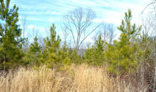 Photo #14 of Off of NC Highway 700, Pelham, NC 116.9 acres