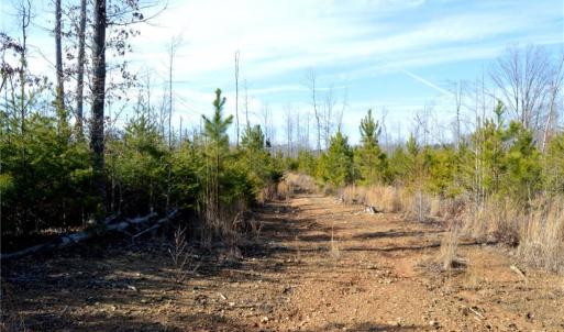 Photo #18 of Off of NC Highway 700, Pelham, NC 116.9 acres