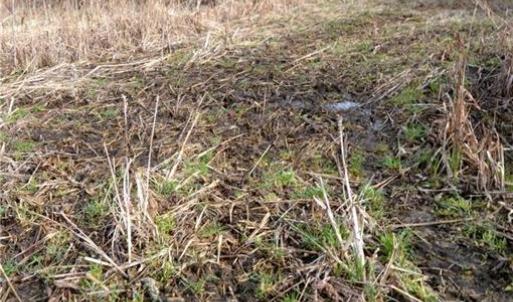 Photo #11 of Off of NC Highway 700, Pelham, NC 116.9 acres